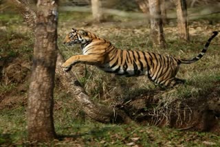 JUBANI TIGRESS PLAYING WITH CUBS