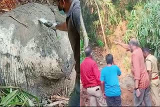 ELEPHANT DIED WITHOUT GETTING WATER  KADASSERY FOREST  ELEPHANT DIED IN KADASSERY FOREST  കാട്ടാന ചരിഞ്ഞു