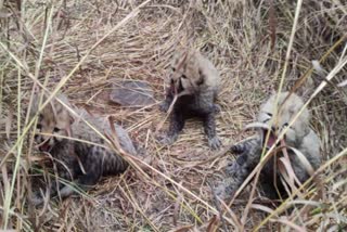 CHEETAH NIRVA BIRTH TO 5 CUBS