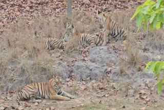 TIGRESS T28 SEEN RELAXING HER CUBS