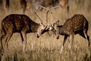 BANDHAVGARH CHITAL FIGHT
