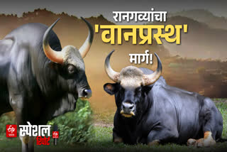 older bisons leaves herd