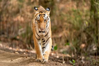 UMARIA TIGRESS ATTACK FOREST WORKER