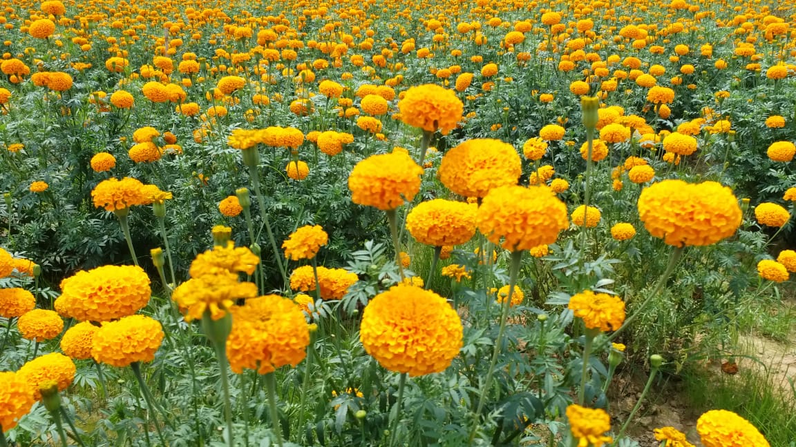 Rani woman Floriculture