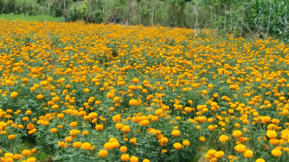 Rani woman Floriculture