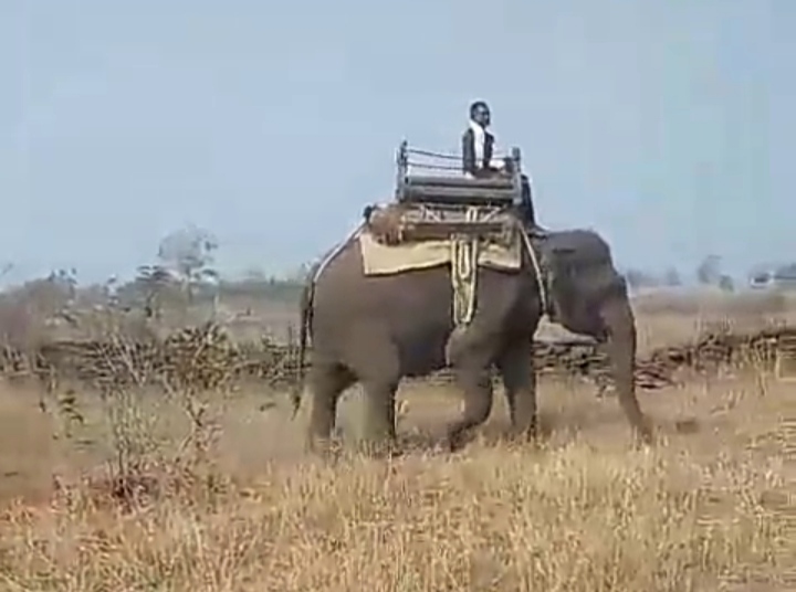 Nauradehi elephant monitoring tiger