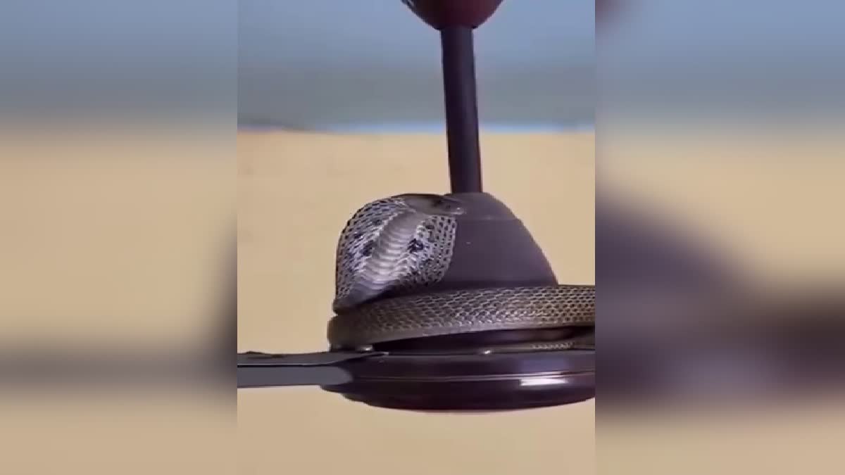 cobra-found-in-the-fan