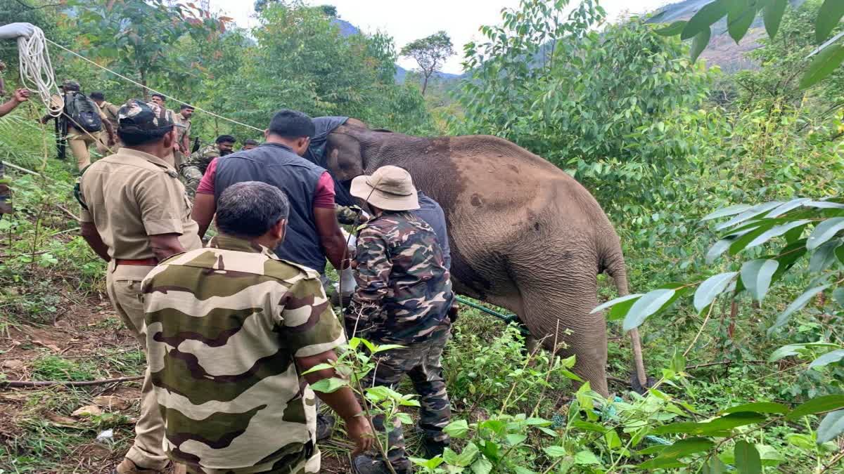 LEG INJURED WILD ELEPHANT TREATED  WILD ELEPHANT INJURED IN MARAYOOR  കാട്ടാനയ്‌ക്ക് ചികിത്സ നൽകി  മറയൂരില്‍ കാട്ടാനയ്‌ക്ക് പരിക്ക്