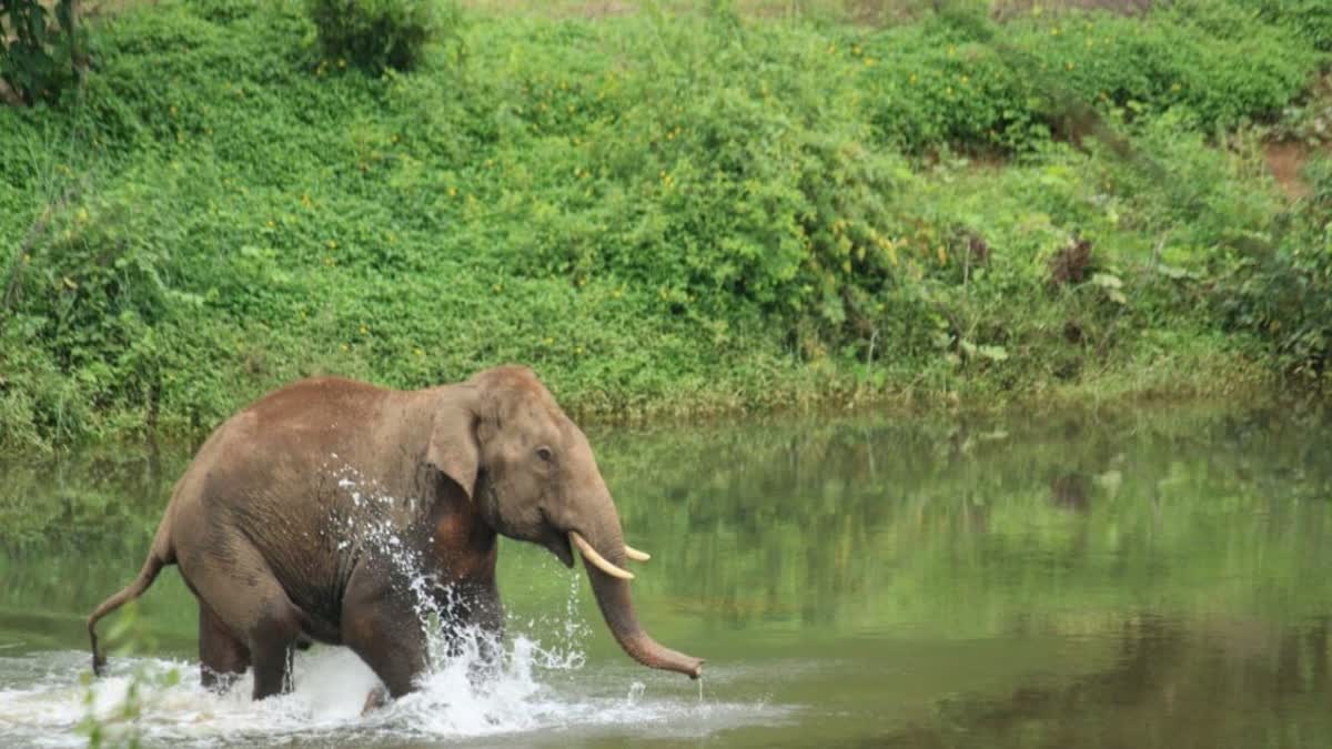 OPERATION ELEPHANT UNSUCCESSFUL  OPERATION ELEPHANT IN KANNUR  കണ്ണൂരിലെ ഓപ്പറേഷന്‍ എലഫന്‍റ്  ആറളത്ത് കാട്ടാന ആക്രമണം