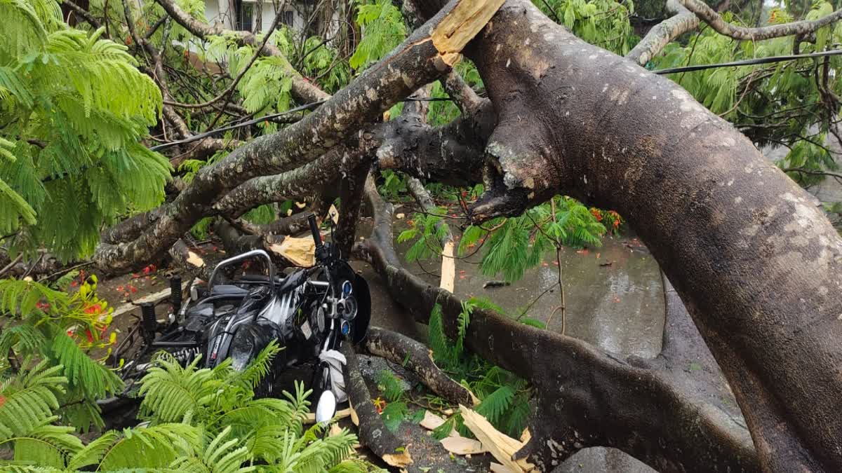 biker injured as giant tree collapses in Jorhat