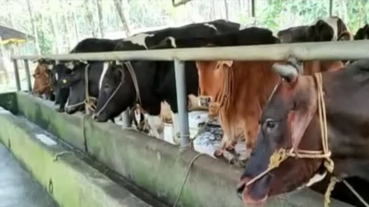 BIRDS AND ANIMALS  SUMMER HEAT  കടുത്ത വേനൽ