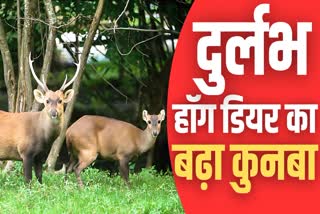 Hog Deer Population Increased