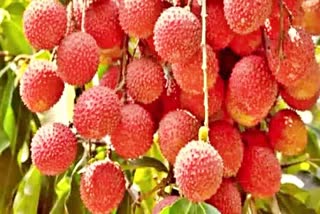 MUZAFFARPUR SHAHI LITCHI