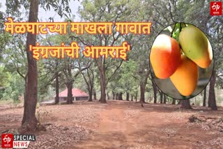 200 Mango trees were planted by British in Makhala village of Melghat Amravati