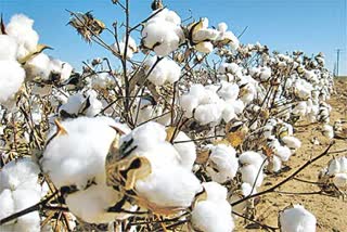 Cotton Crop Cultivation In Telangana