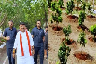 VIJAYVARGIYA PLANT 51 LAKH SAPLINGS