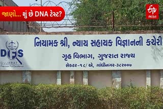 જાણો DNA પ્રક્રિયા શું છે?