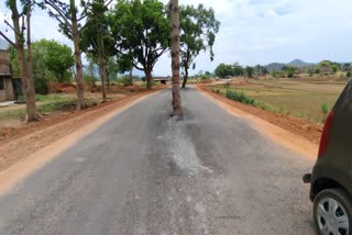 Trees On Middle Of Road In Ramgarh