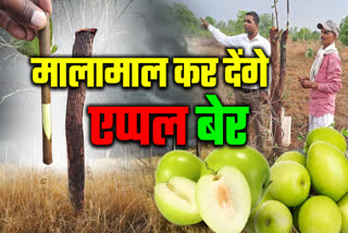 Apple Plum Make Farmers millionaire