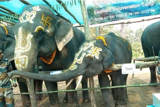 STR elephant vikram death