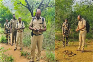 புலிகள் கனக்கெடுப் பணியில் ஈடுபட்டுள்ள வனத்துறையினர் புகைப்படம்