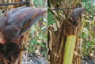 BANANA  BANANA BUNCH MIDDLE OF THE BANANA  വ്യത്യസ്ഥമായി വാഴക്കുല  വാഴയുടെ നടുവിൽ വാഴക്കുല