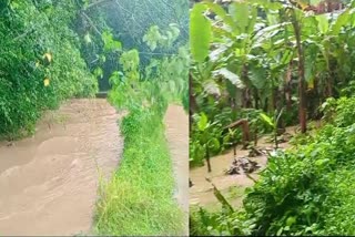 HEAVY RAINFALL IN KERALA  മഴ കാരണം തോടുകൾ കരകവിഞ്ഞു  മലയോര മേഖലകളിലെ തോടുകൾ കരകവിഞ്ഞു  HEAVY RAINFALL IN TRIVANDRUM