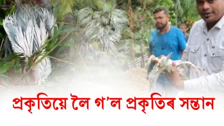 Etv BharatBaby egret dies in Bokakhat