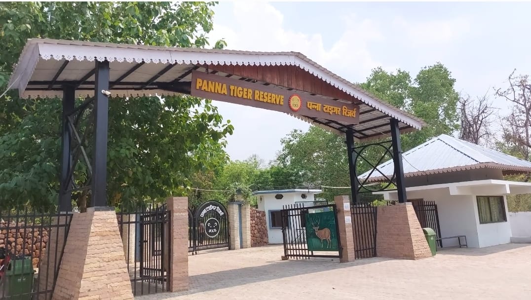 Elevated Road In Panna Reserve