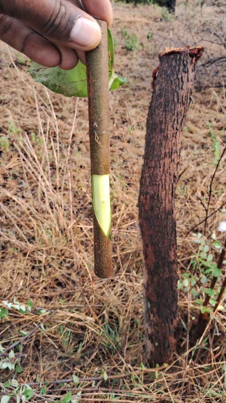 grafting in desi ber tree