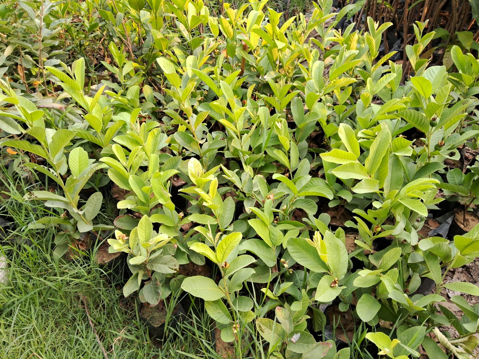 Taiwanese Guava cultivation