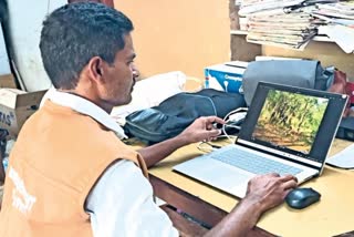 surveillance on leopards