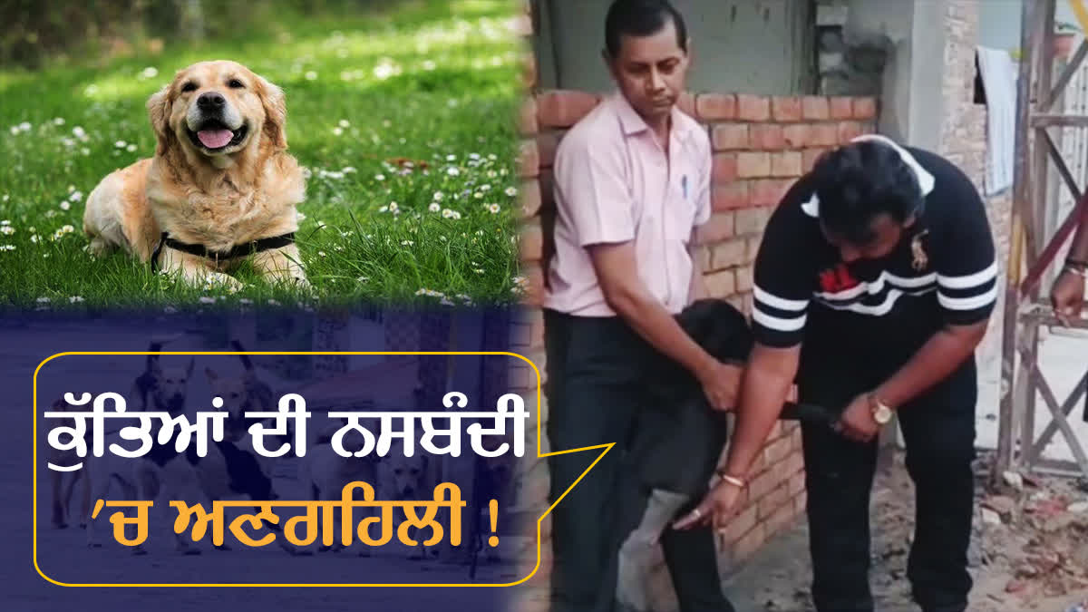 Sterilization Of Dogs, Bathinda