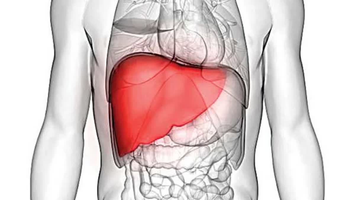 Best Food For Liver Health