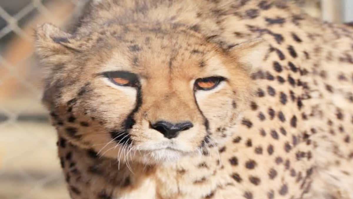 bloody conflict cheetahs