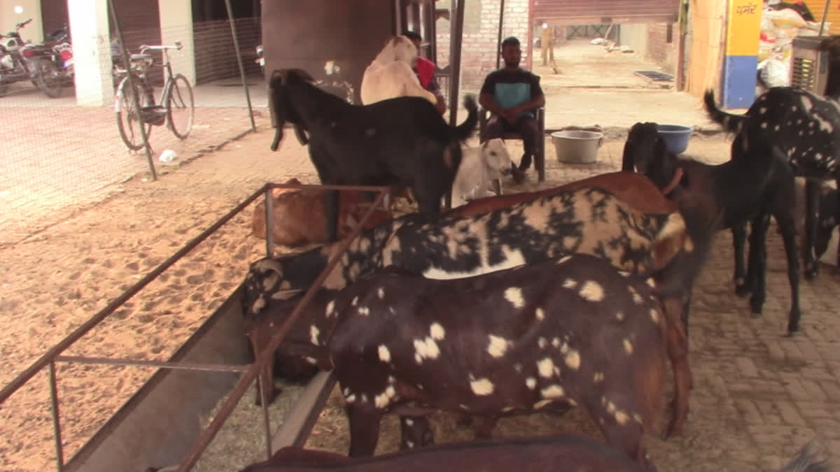 Goat market in Malerkotla on the occasion of Bakrid