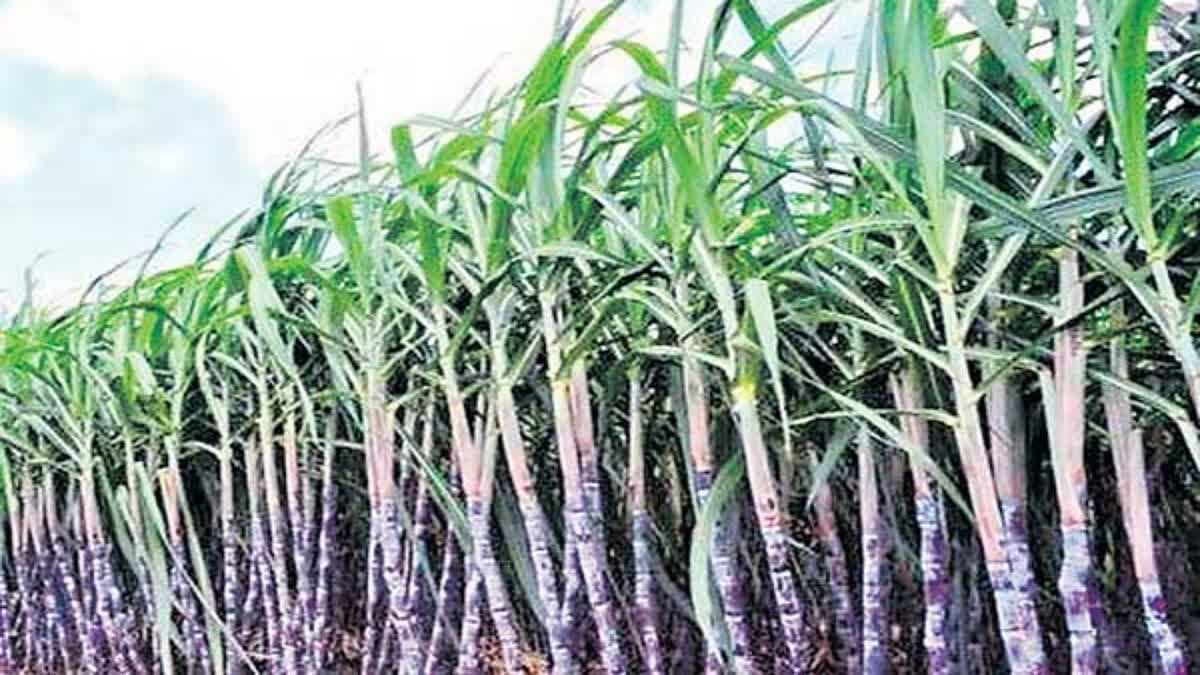 govt-hikes-sugarcane-price-by-rs-10-to-rs-315-per-quintal-for-2023-24-season
