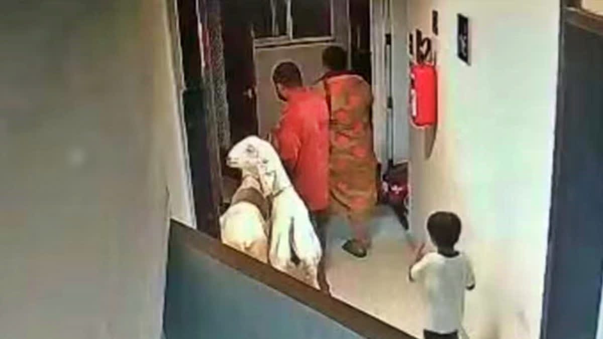 Neighbours object to Muslim family bringing sacrificial animals into Maharashtra housing society