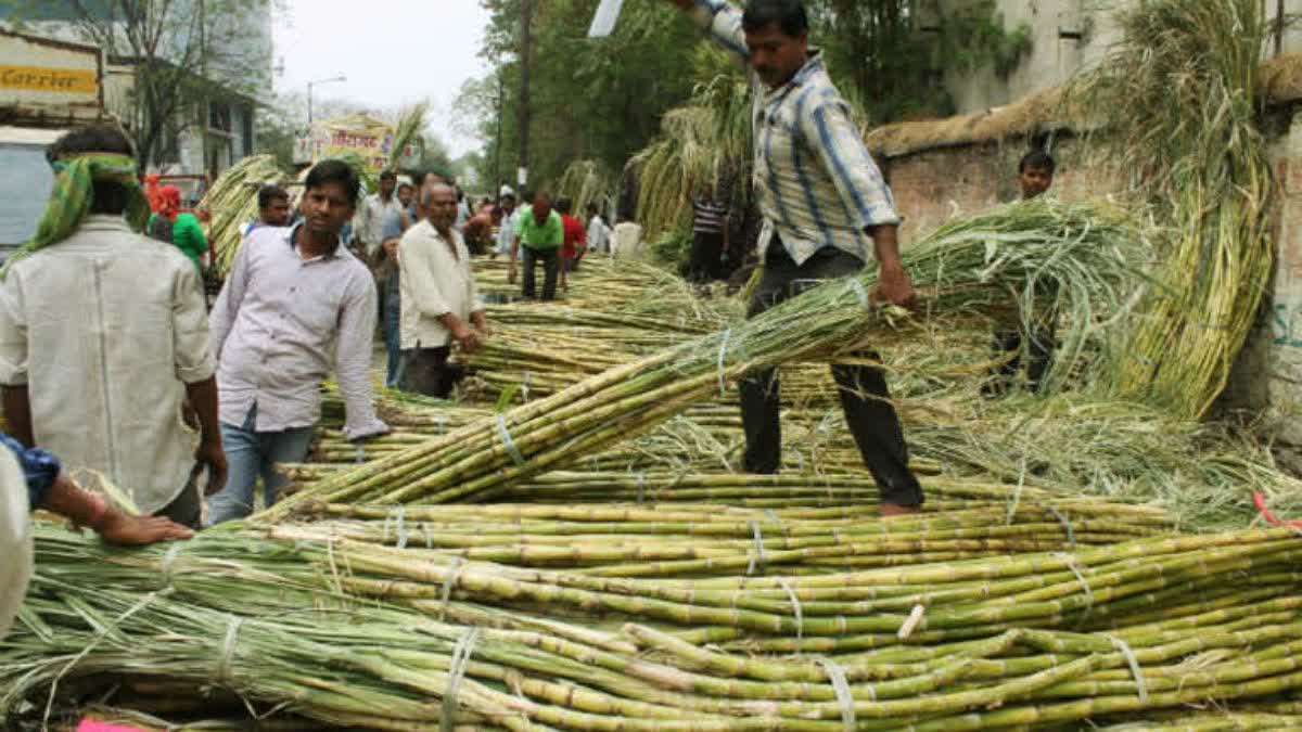 Sugarcane FRP