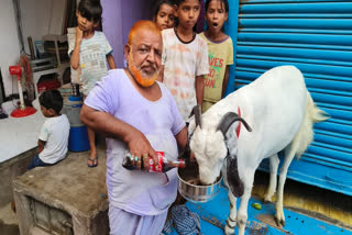 Lockdown goat drinks cold drink in bhagalpur