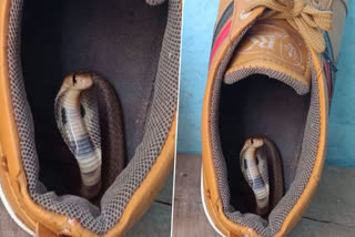 Karnataka: Snake catcher rescues little cobra curled inside shoe, viral video
