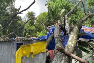 house destroyed  house destroyed by falling tree  idukki tree falling accident  tree accident in idukki  ഇടുക്കി  മരം വീണ്  മൂന്ന് കുടുംബങ്ങള്‍ താമസിക്കുന്ന വീട് തകര്‍ന്നു  ആളുകള്‍ രക്ഷപെട്ടത് അത്ഭുതകരമായി  ശാന്തൻപാറ  ഇടുക്കി  ചീമമുരിക്ക്  ഇടുക്കി ഏറ്റവും പുതിയ വാര്‍ത്ത  ഇന്നത്തെ പ്രധാന വാര്‍ത്ത