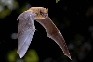 corona virus in british bats