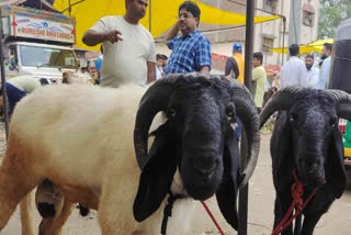 اندور میں عید الاضحی سے قبل قربانی کے جانوروں کی خرید فروخت جاری