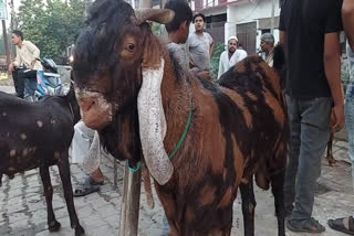 میرٹھ میں قربانی کے جانوروں کی قیمتوں میں غیر معمولی اضافہ