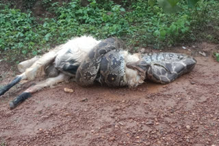 Python that killed goat finally could not swallow it