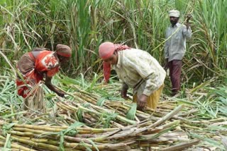 Govt hikes sugarcane FRP by Rs 10/quintal to Rs 315/quintal for 2023-24 season