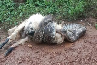 Karnataka: A huge python that killed a goat tried unsuccessfully to swallow it