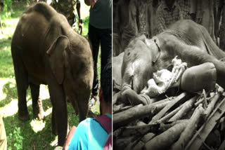 Baby elephant dies two weeks after being abandoned by herd