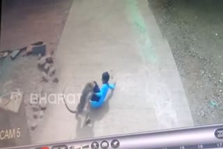 Monkey attacked the girl child